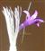  Disc floret
